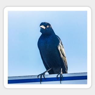 Boat-tailed Grackle 2 Sticker